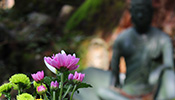 蓮の花と仏像