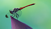 蓮のつぼみにとまる蜻蛉