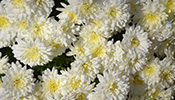 白い菊の花